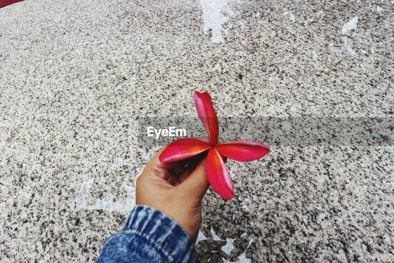 CLOSE-UP OF PERSON HOLDING RED FLOWER