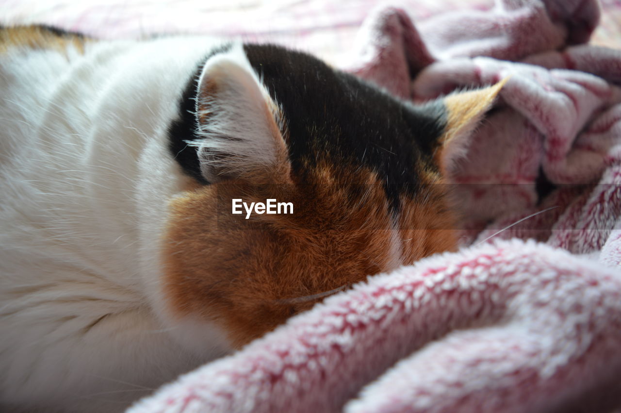 CLOSE-UP OF A CAT SLEEPING