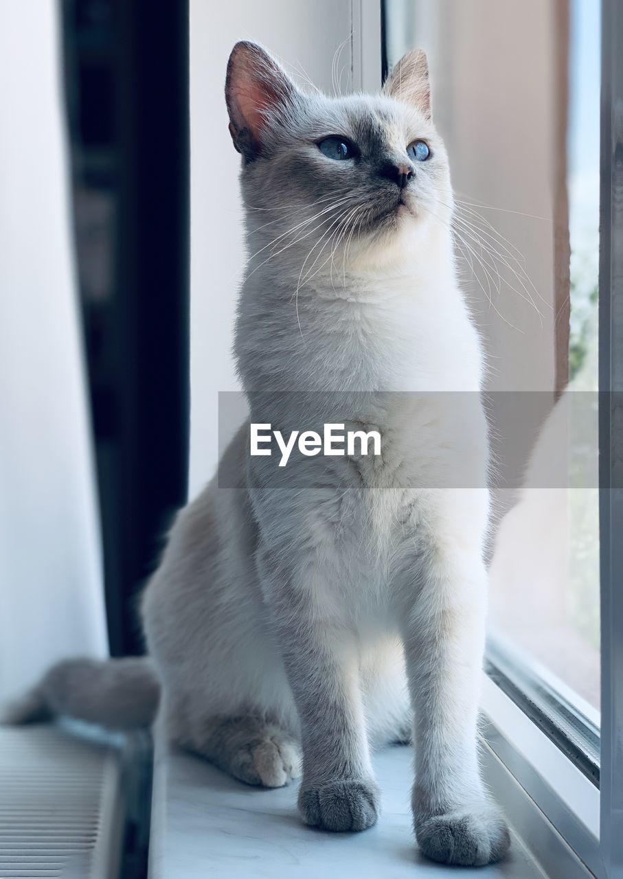 Close-up of cat looking away on window sill