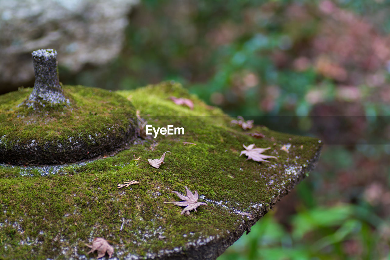 Close-up of water drops on moss