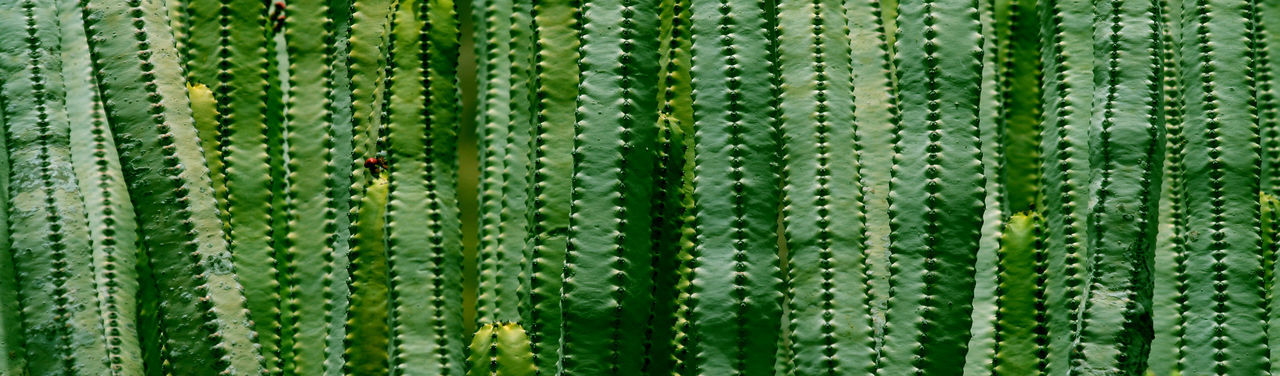 FULL FRAME SHOT OF GREEN LEAF