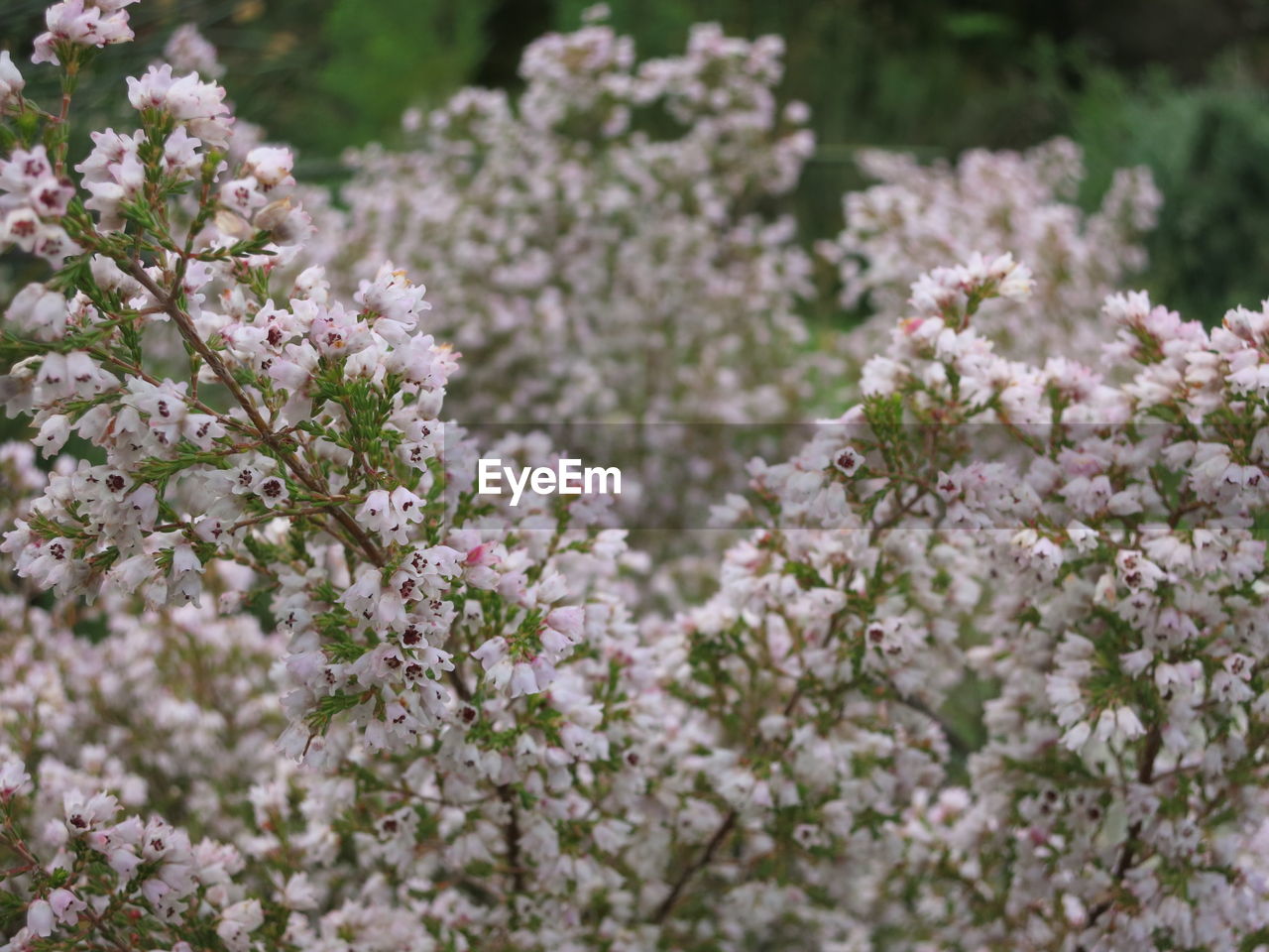 CLOSE-UP OF PLANT