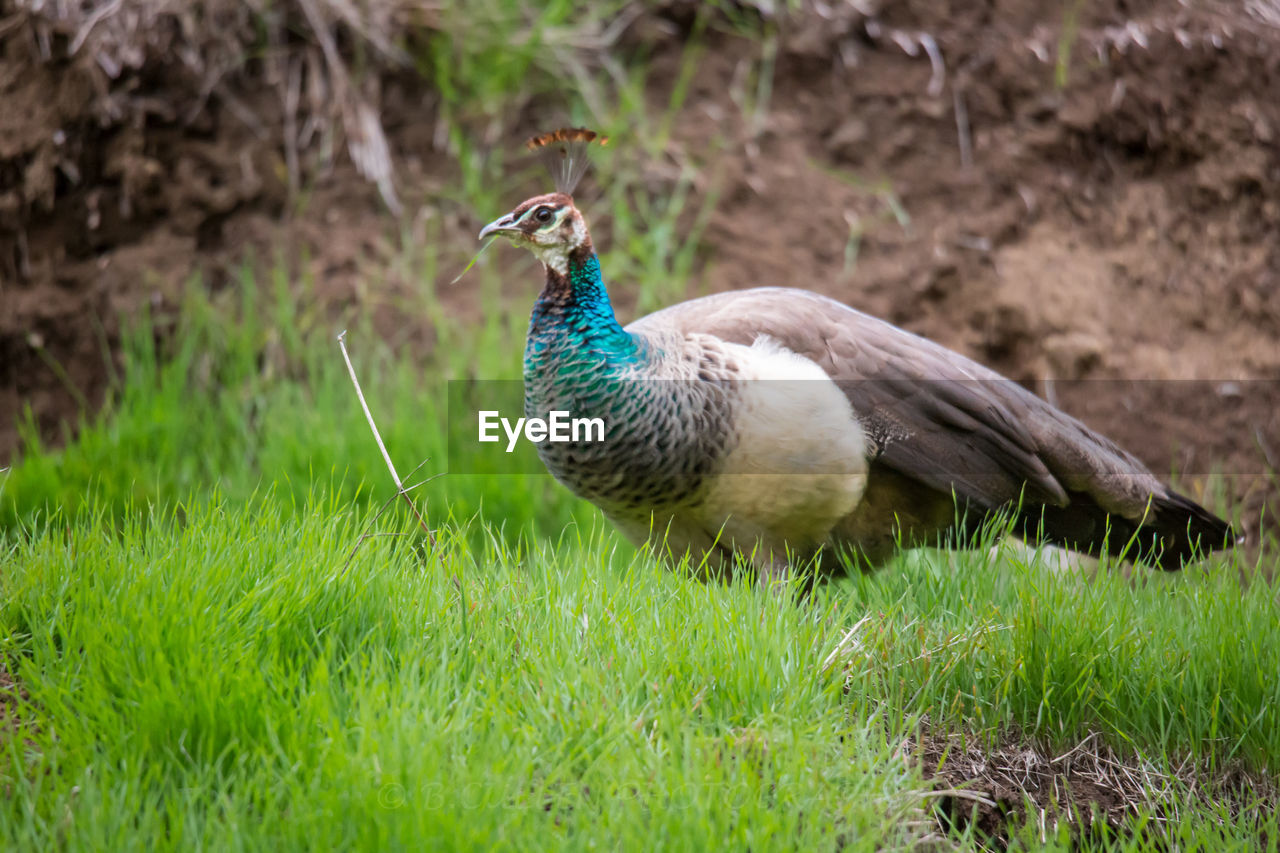 DUCK ON FIELD