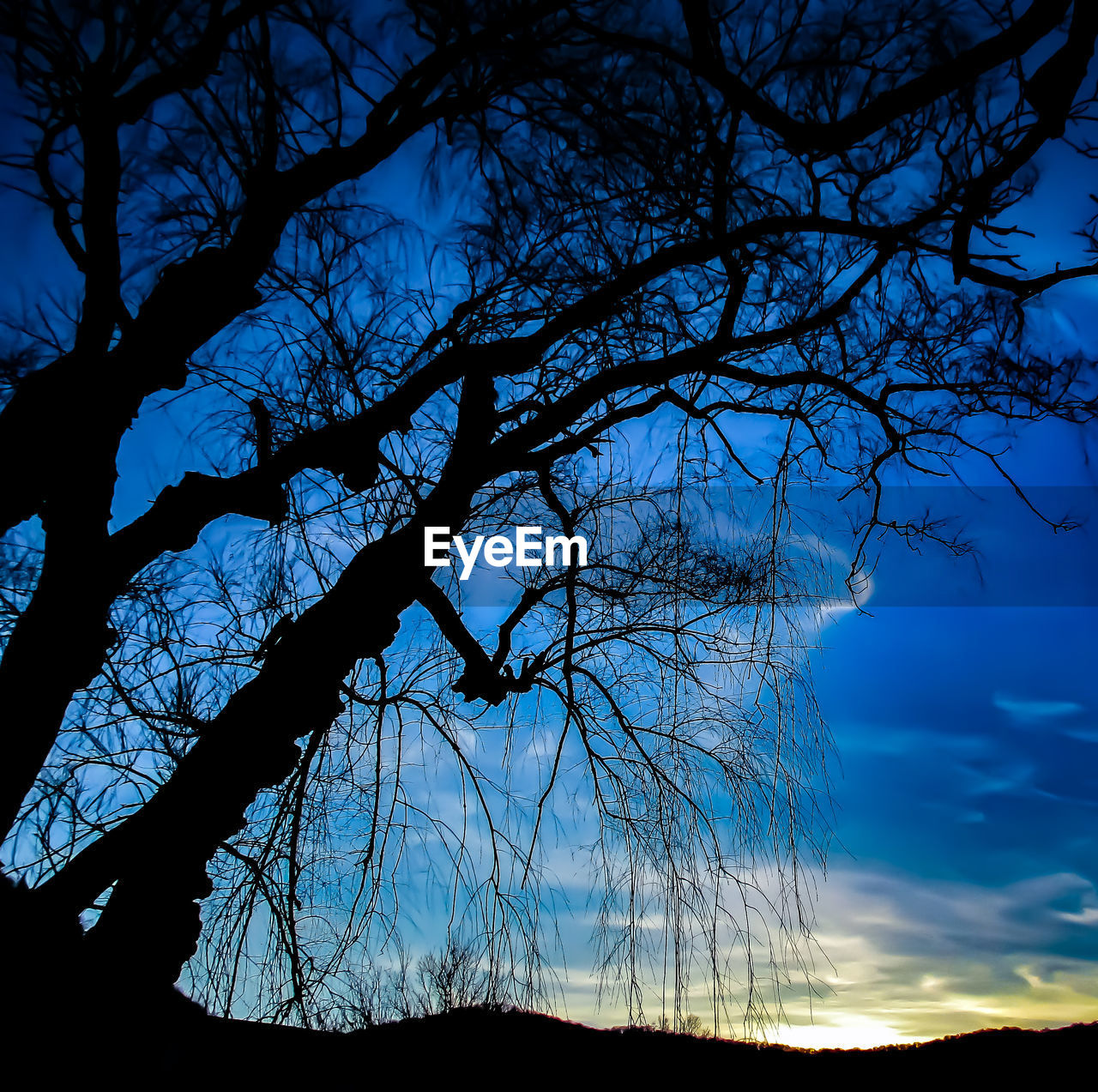 LOW ANGLE VIEW OF SILHOUETTE BARE TREE AGAINST SKY