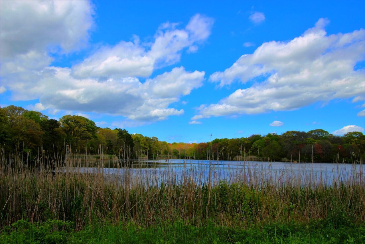 SCENIC VIEW OF LAKE AND TREES AGAINST SKY