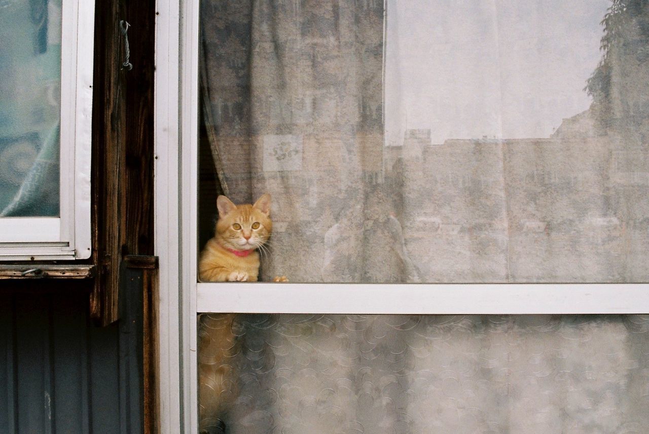 Portrait of cat looking through house window