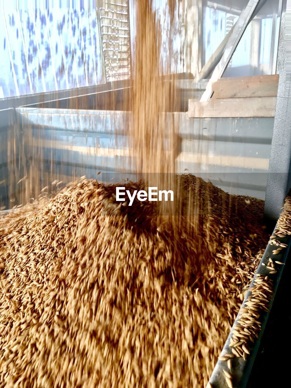 Harvested wheat being poured in farm