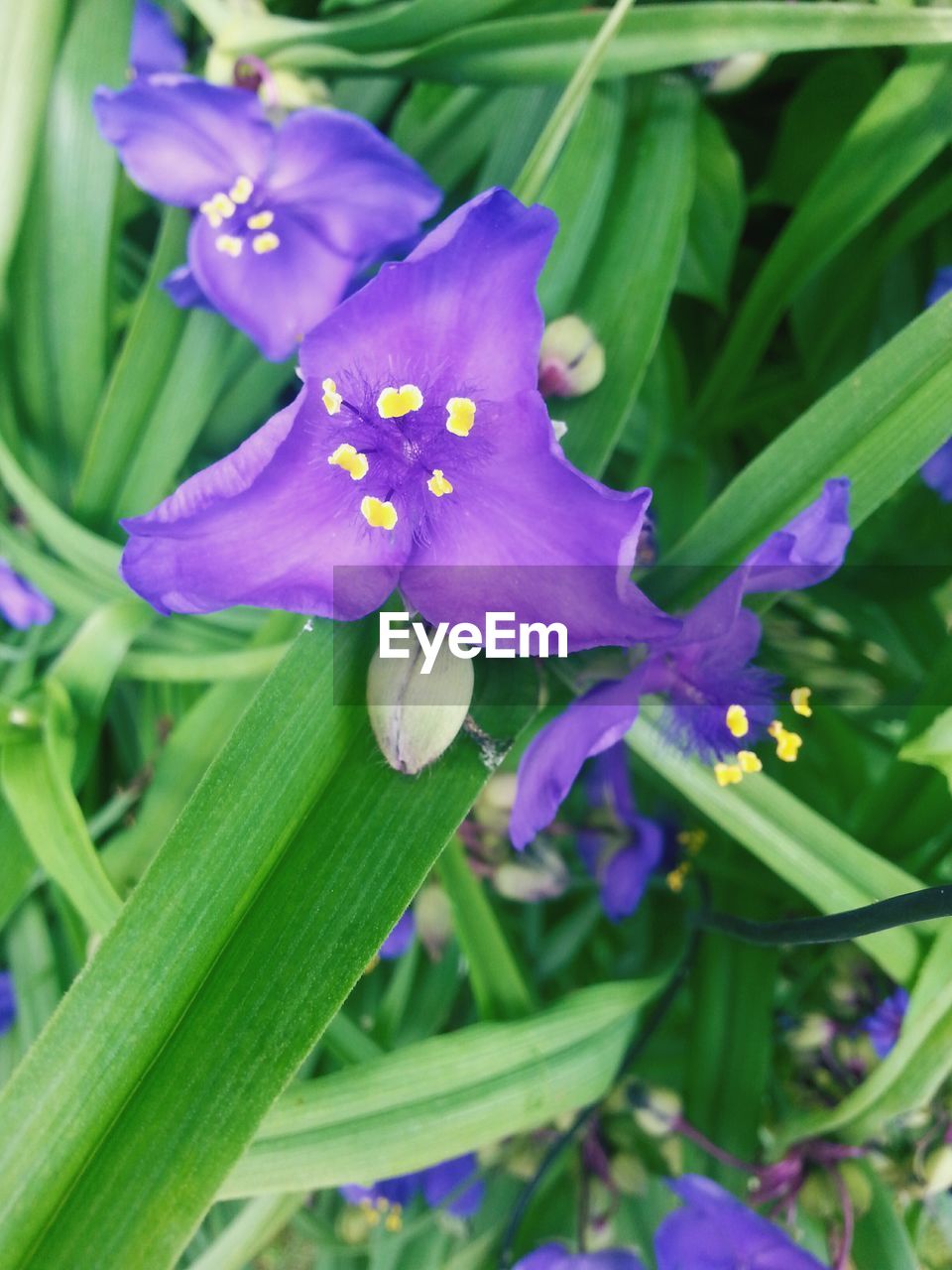CLOSE-UP OF PURPLE FLOWERS BLOOMING OUTDOORS