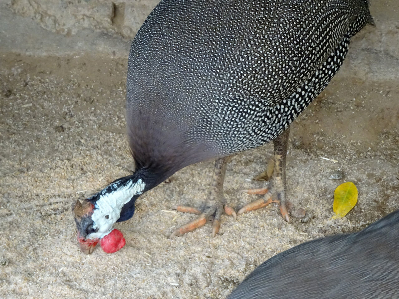 HIGH ANGLE VIEW OF BIRDS ON FLOOR