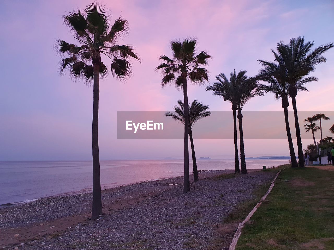 Palm trees on beach against sky during sunset