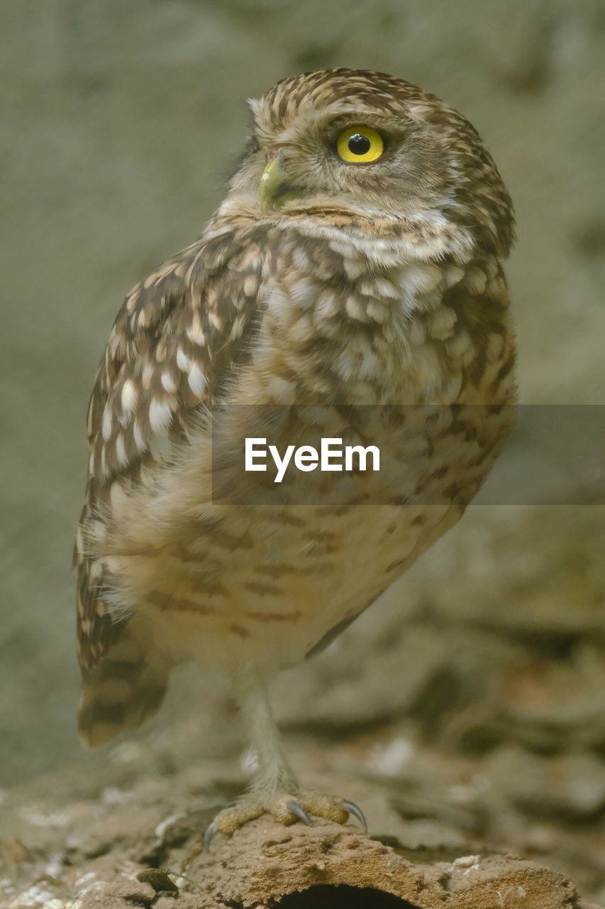 Close-up of owl perching on land