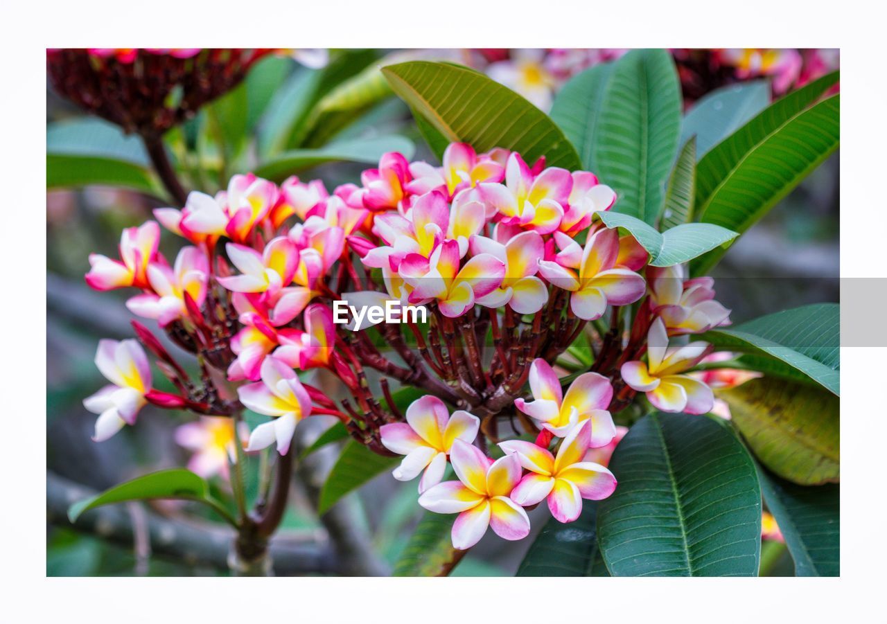 CLOSE-UP OF FLOWERS BLOOMING IN PLANT