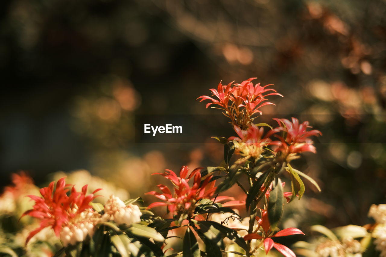 plant, nature, beauty in nature, leaf, flower, autumn, flowering plant, plant part, red, multi colored, macro photography, blossom, freshness, no people, tree, outdoors, sunlight, growth, close-up, environment, shrub, focus on foreground, land, wildflower, summer, landscape, botany, branch, travel, tranquility, food and drink, botanical garden, travel destinations, garden, day, sky, non-urban scene
