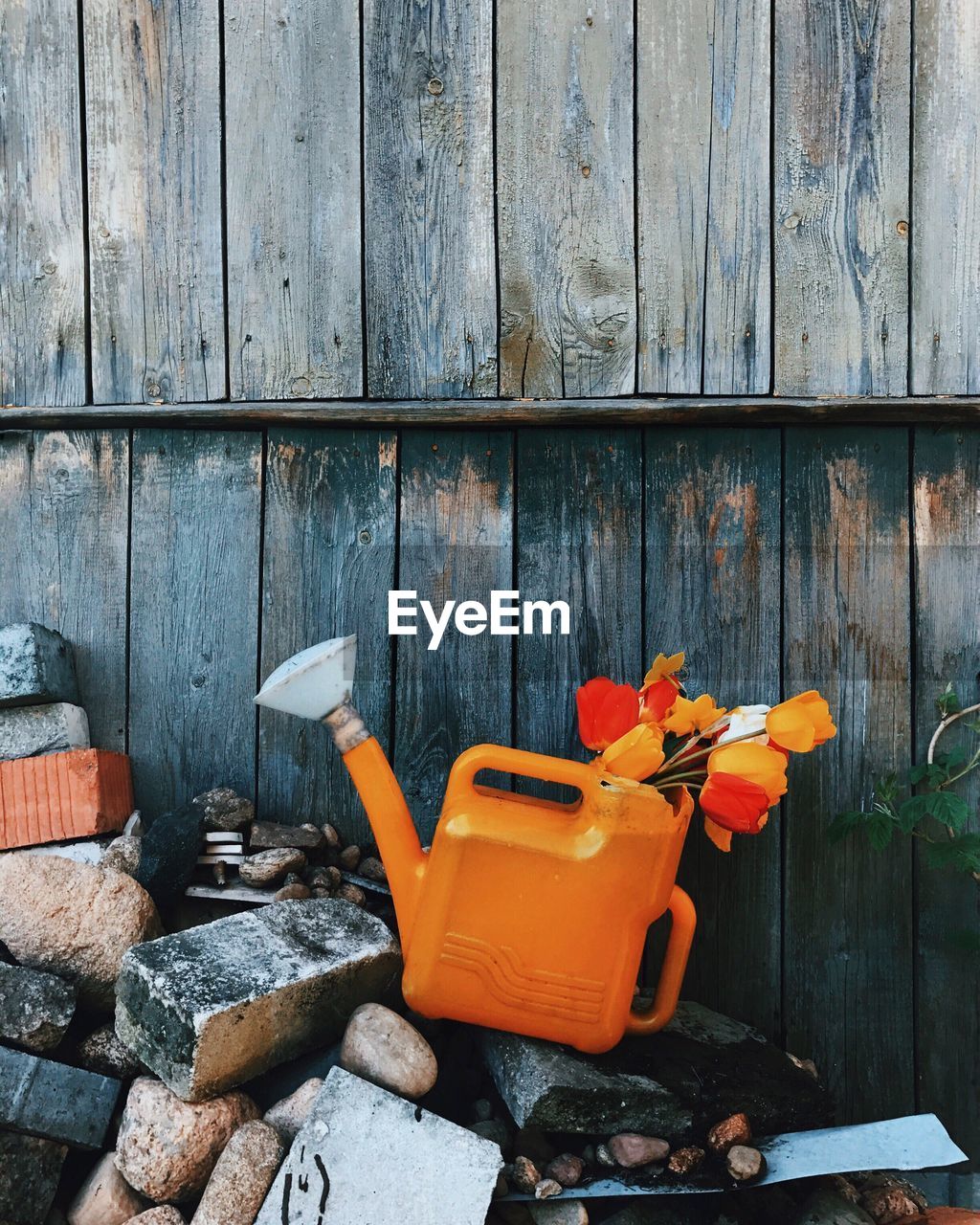 Flowers in watering can by wooden wall at backyard