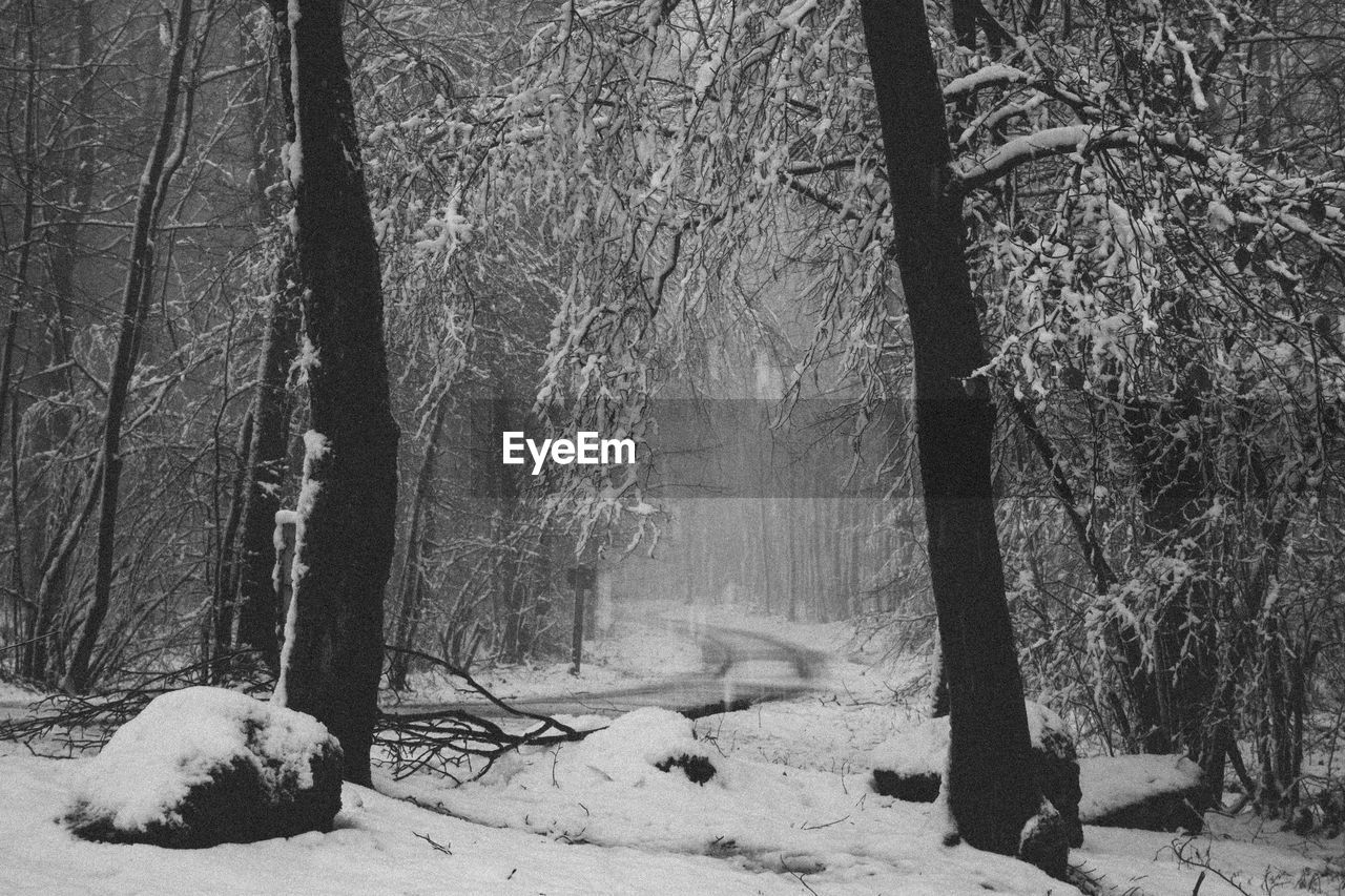 VIEW OF TREES IN SNOW