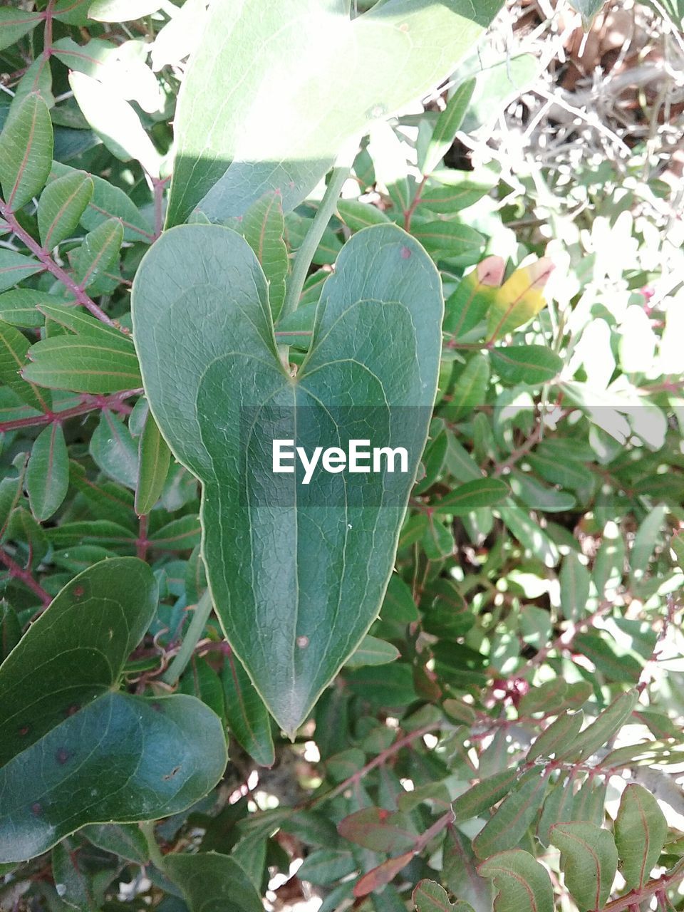 CLOSE-UP OF HEART SHAPE LEAF