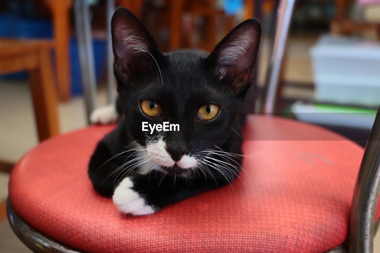 PORTRAIT OF BLACK CAT ON CHAIR