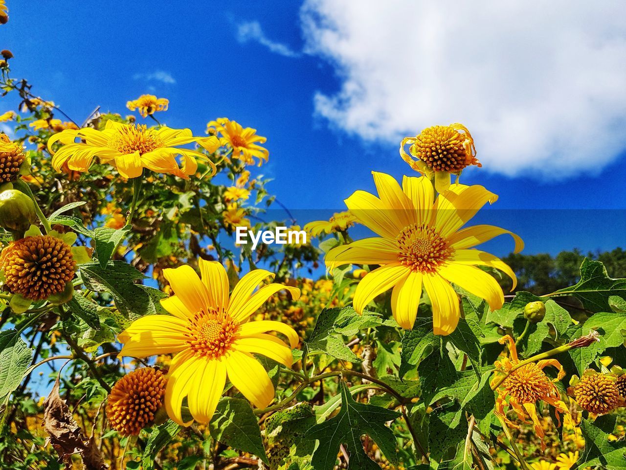 CLOSE-UP OF YELLOW FLOWERING PLANTS AGAINST SKY