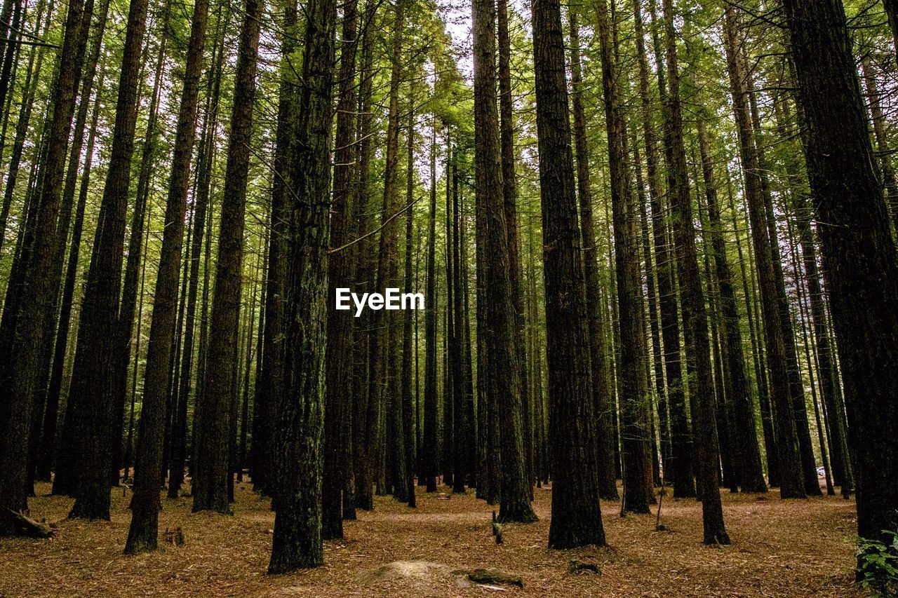 Panoramic shot of trees growing in forest