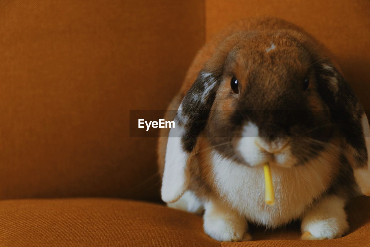 Close-up of rabbit