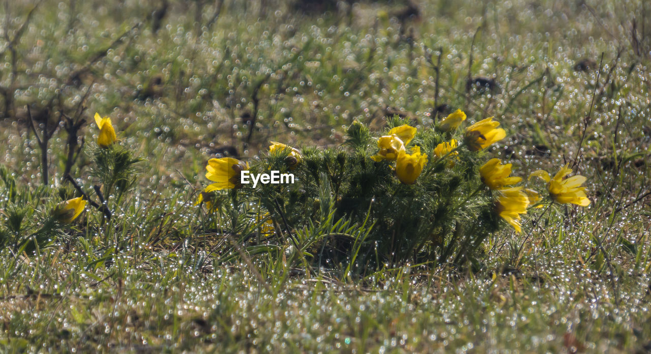 Close-up of yellow flowering plants on field