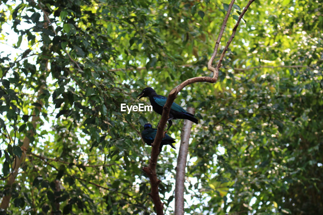 BIRD ON BRANCH AGAINST TREES