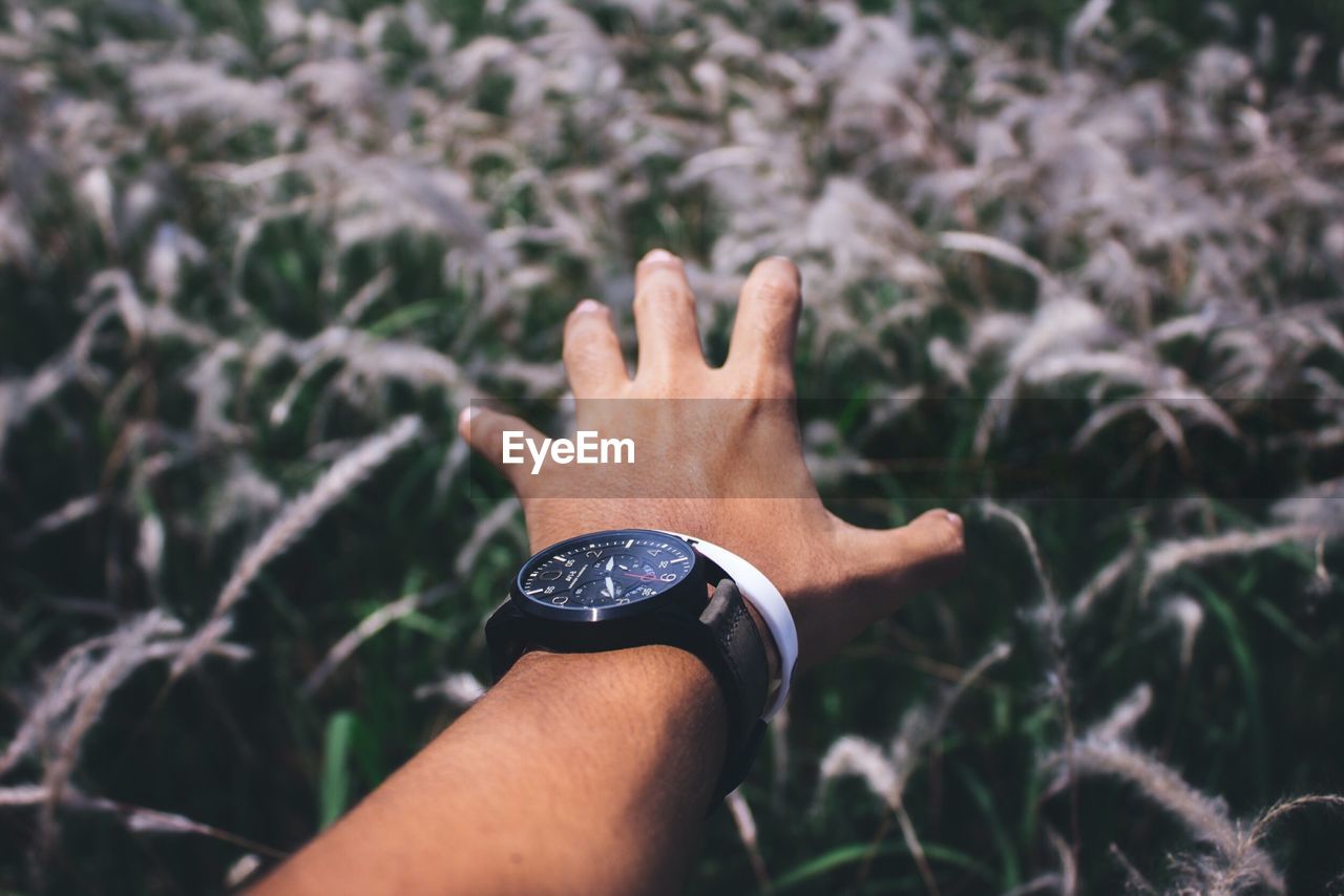 Cropped image of hand reaching towards plants
