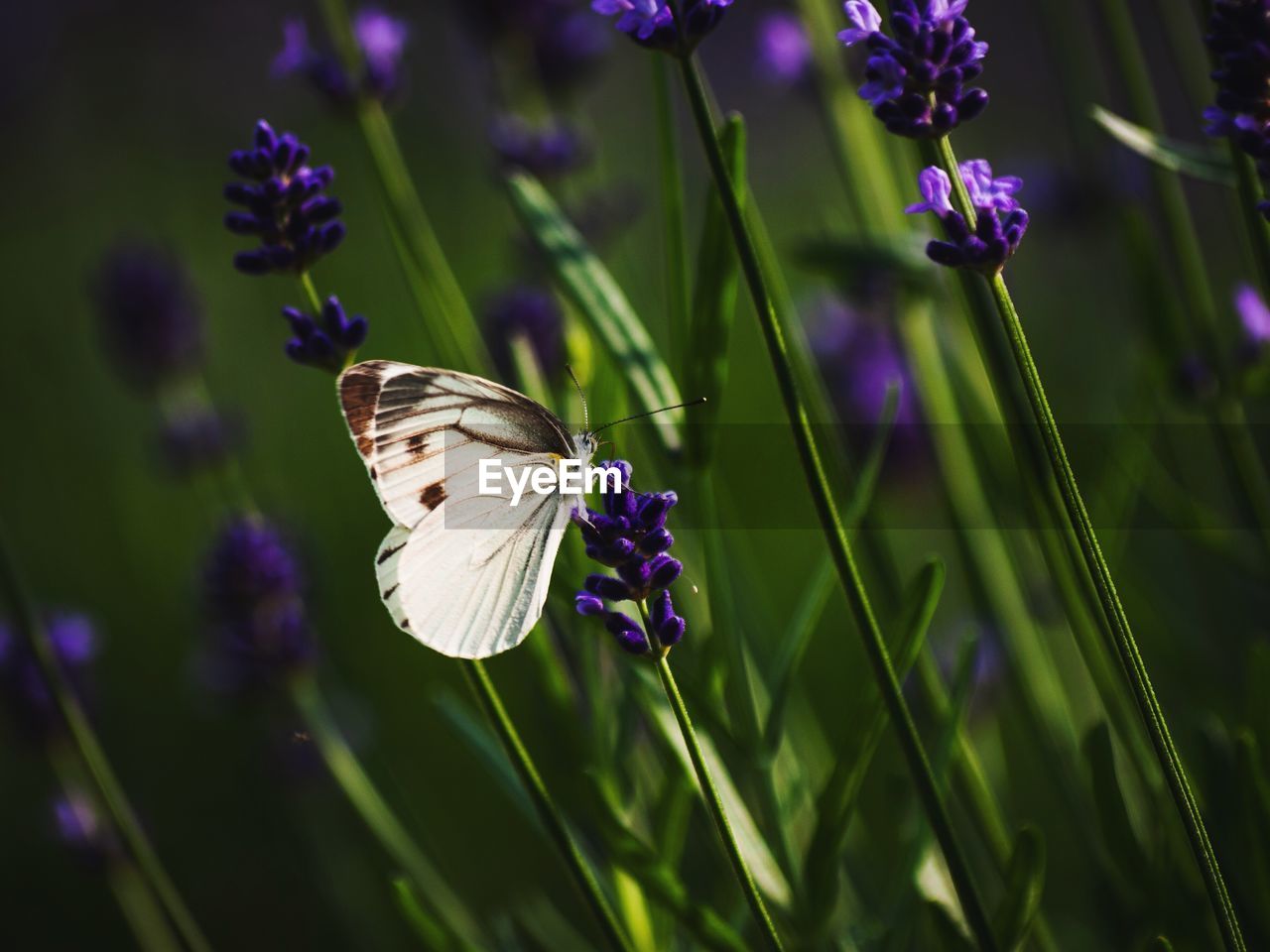 CLOSE-UP OF BUTTERFLY ON LAVENDER