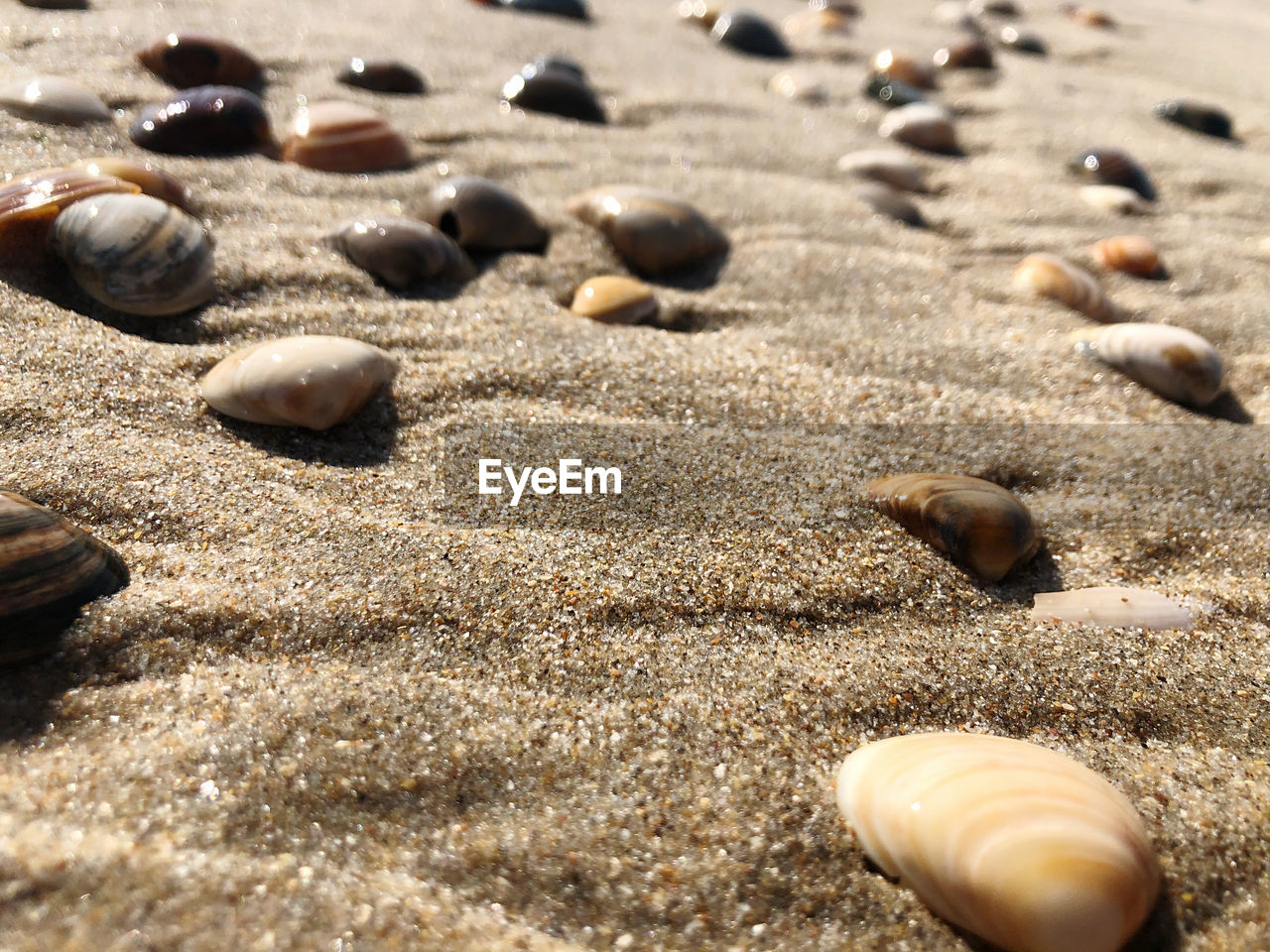 CLOSE-UP OF SEASHELLS ON BEACH