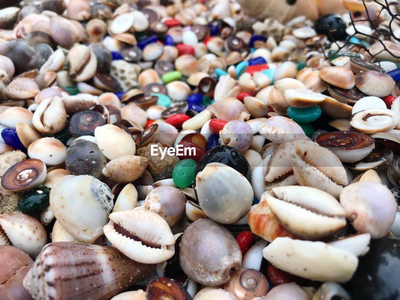 Full frame shot of animal shells