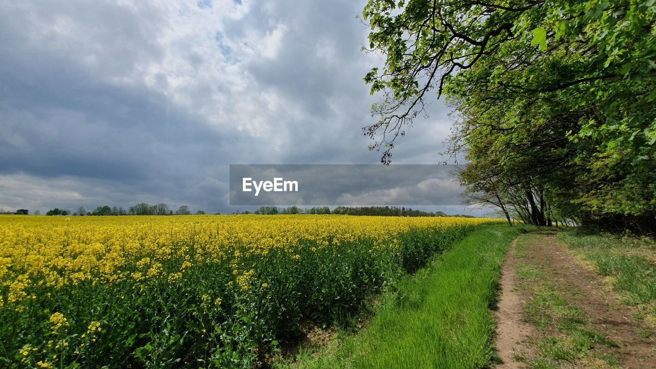 Scenic view of oilseed rape field against sky