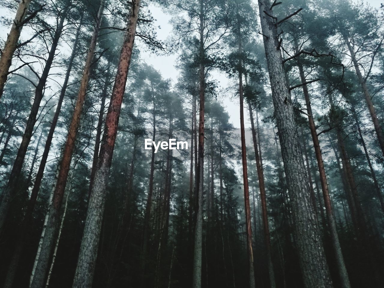 Low angle view of trees in forest