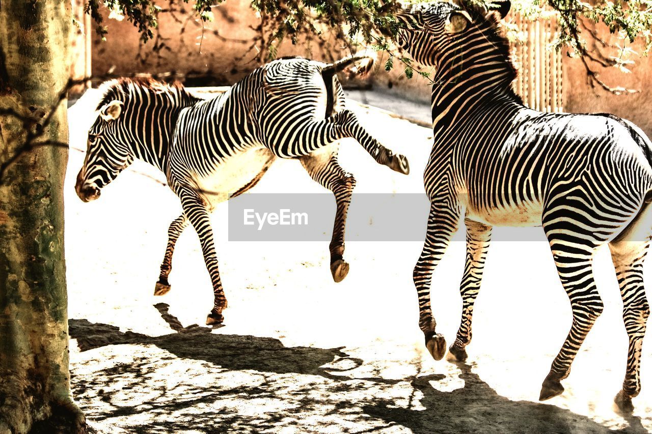 Zebras running at zoo