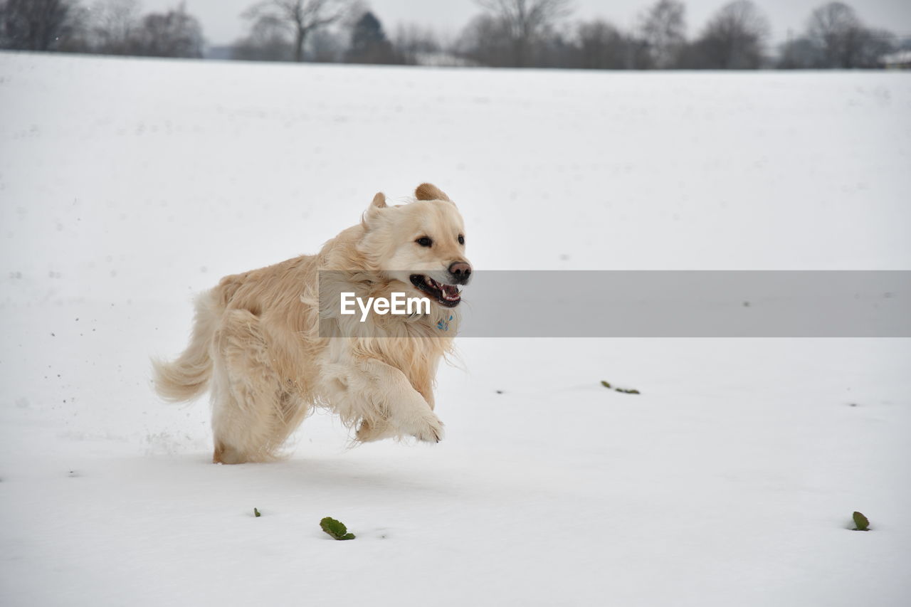 Dog running on snow covered land