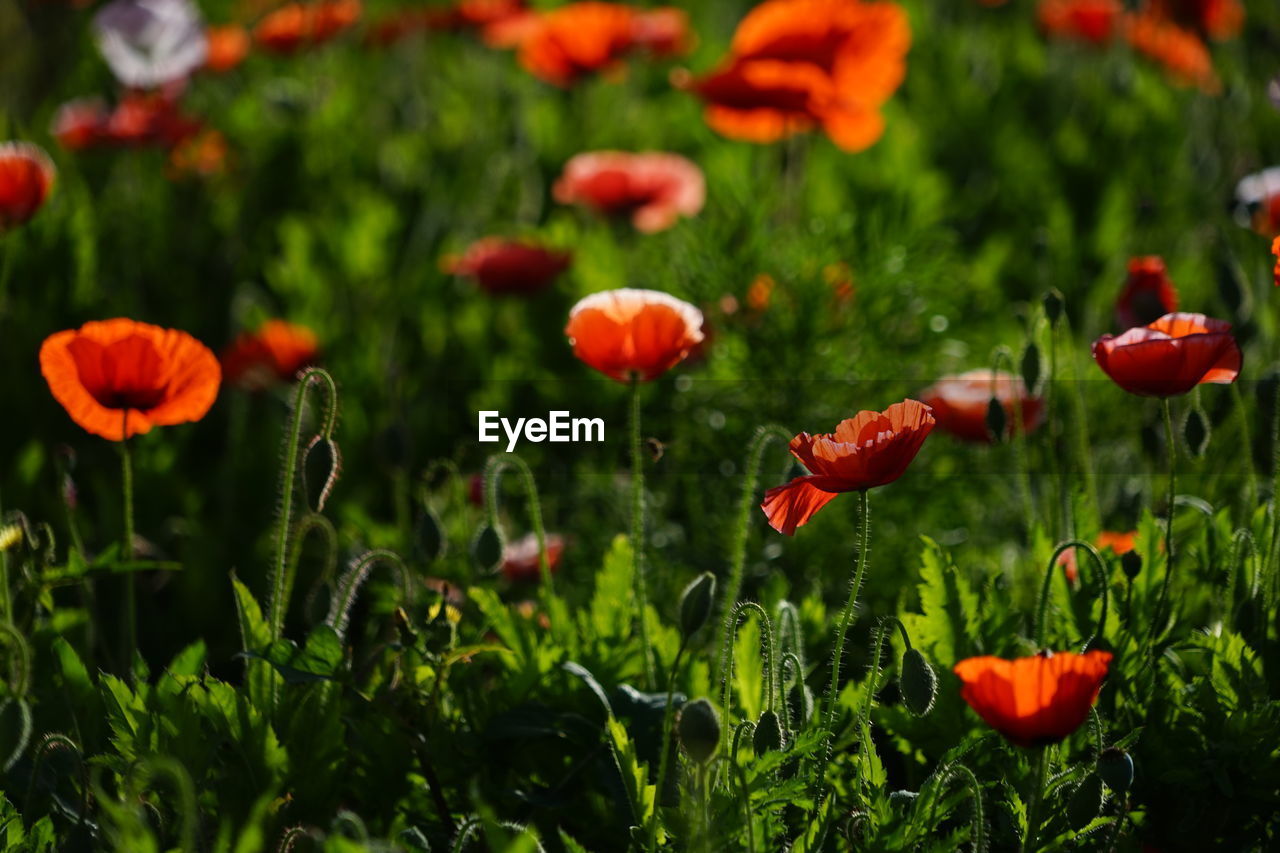 Close-up of red poppy flowers growing on field