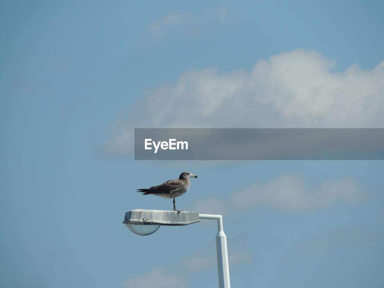 Bird perching on pole against sky