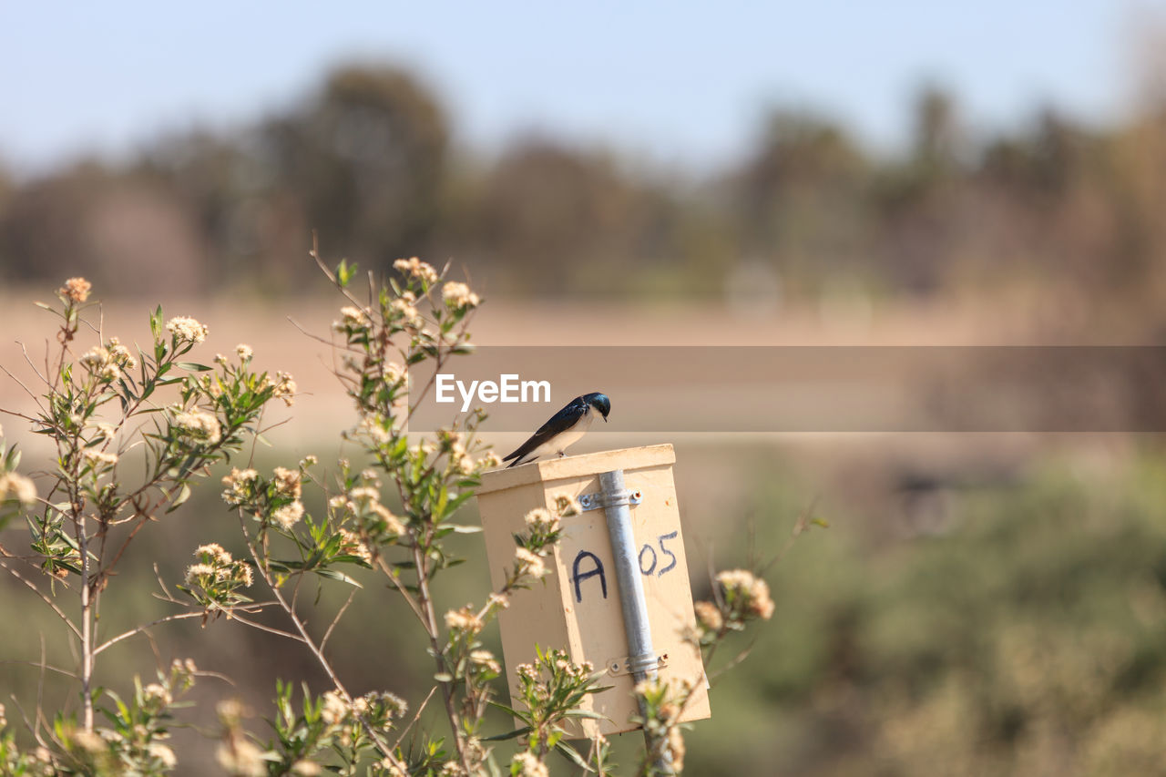 Close-up of bird perching by plant