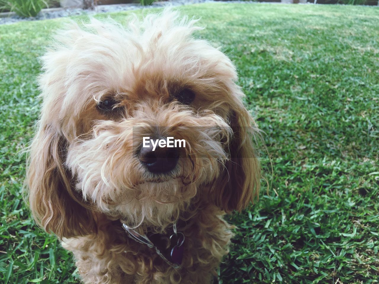 Portrait of maltese on grass in back yard