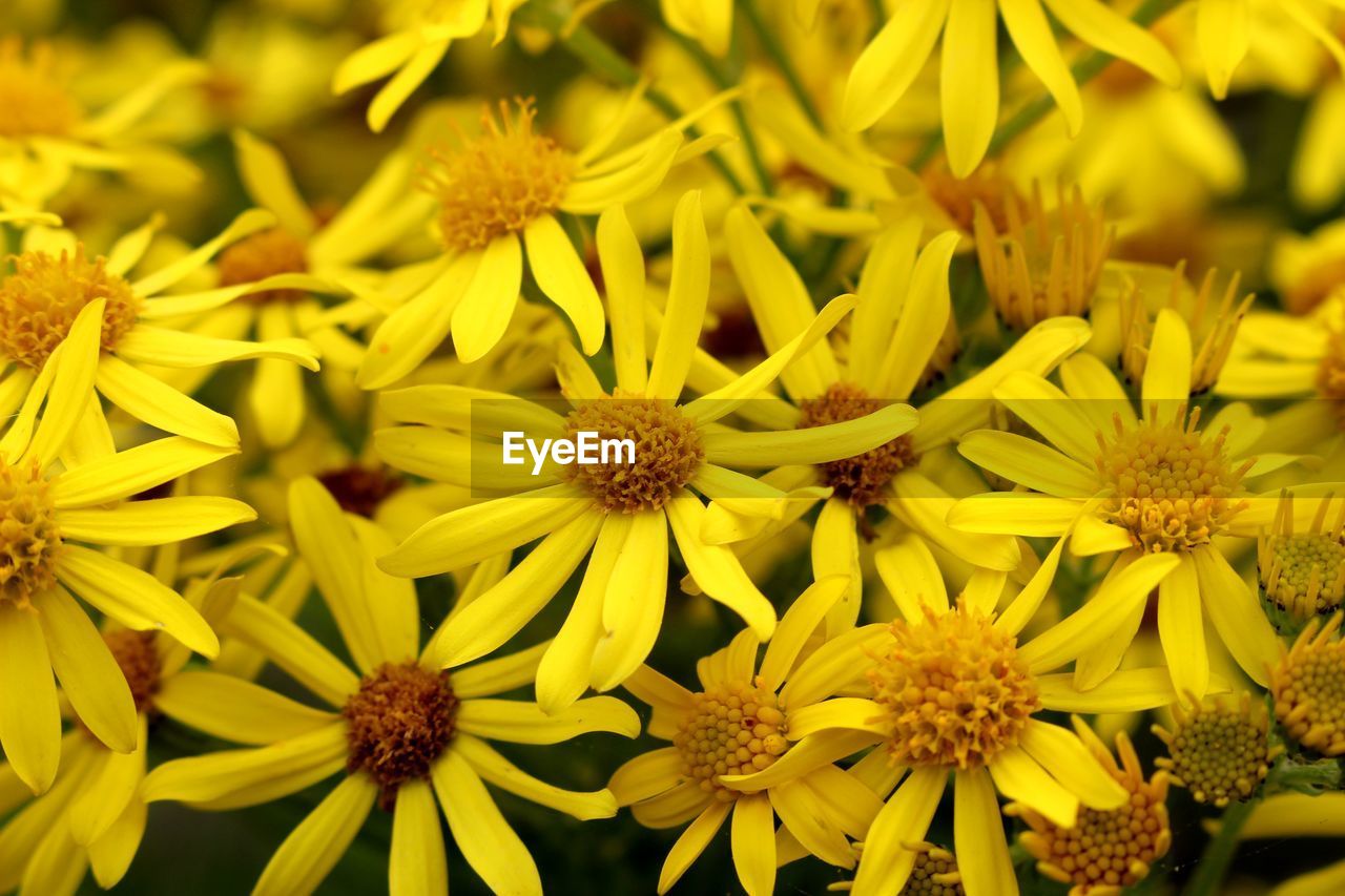Full frame shot of yellow flowers 