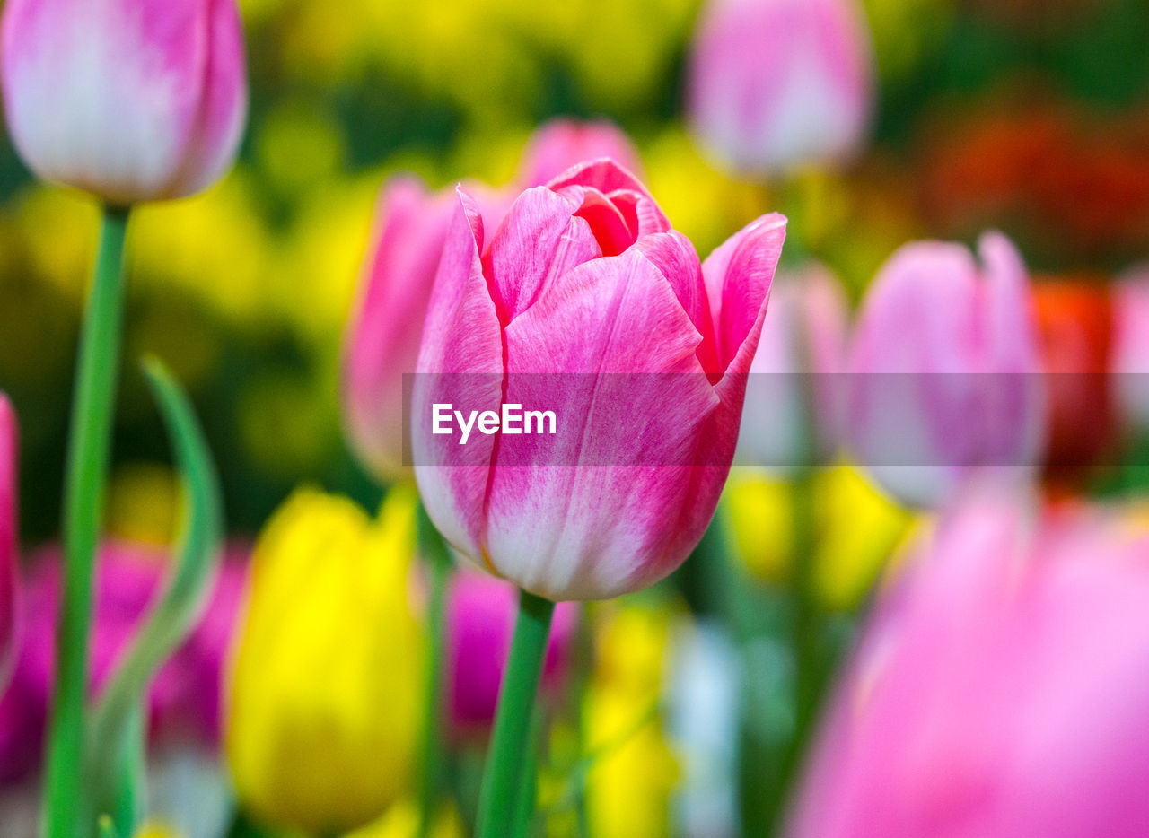 Close-up of pink tulips