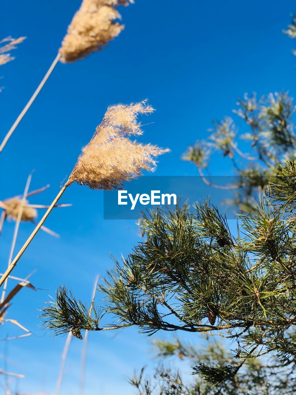 LOW ANGLE VIEW OF PLANT AGAINST BLUE SKY