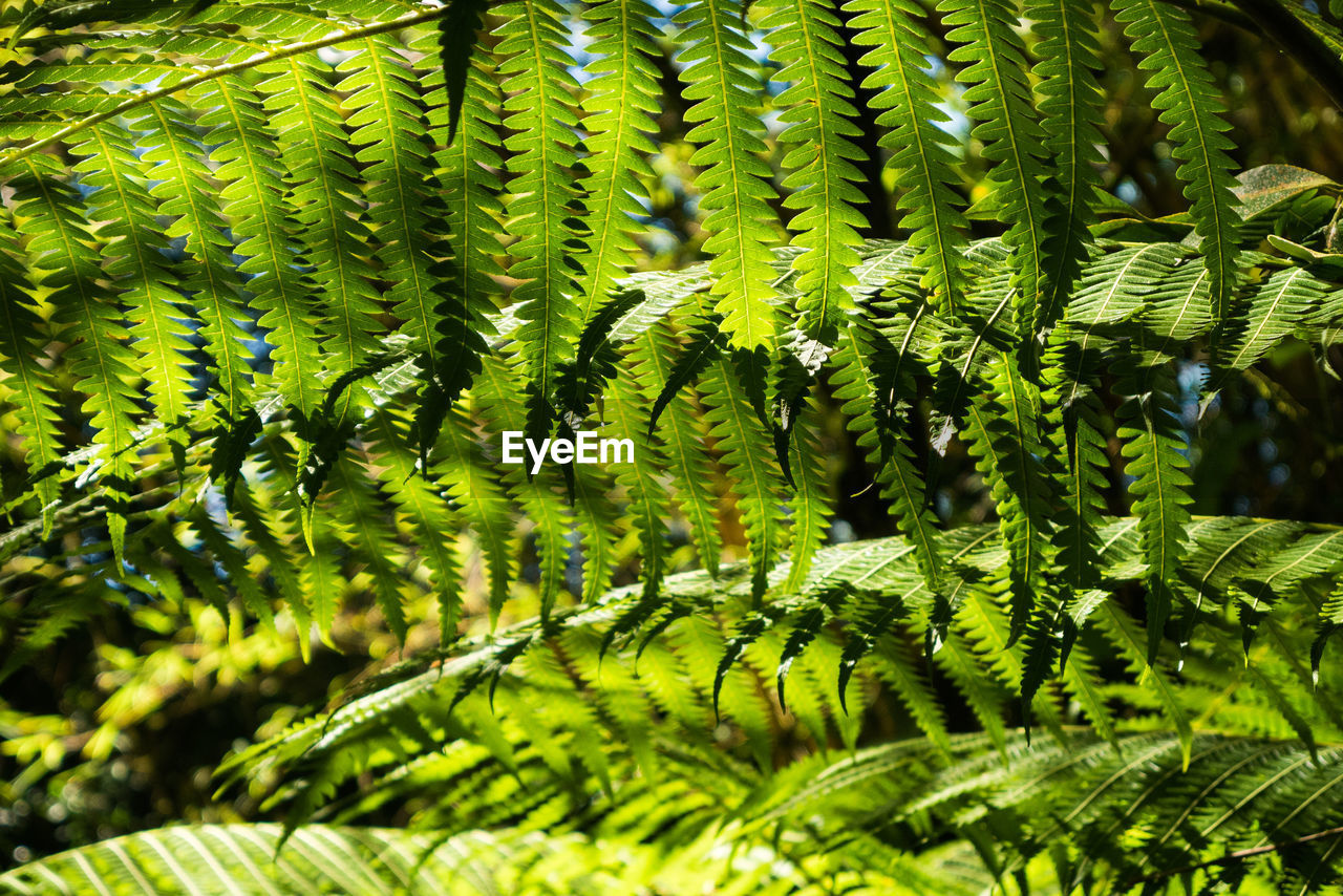 Close-up of fern growing on tree