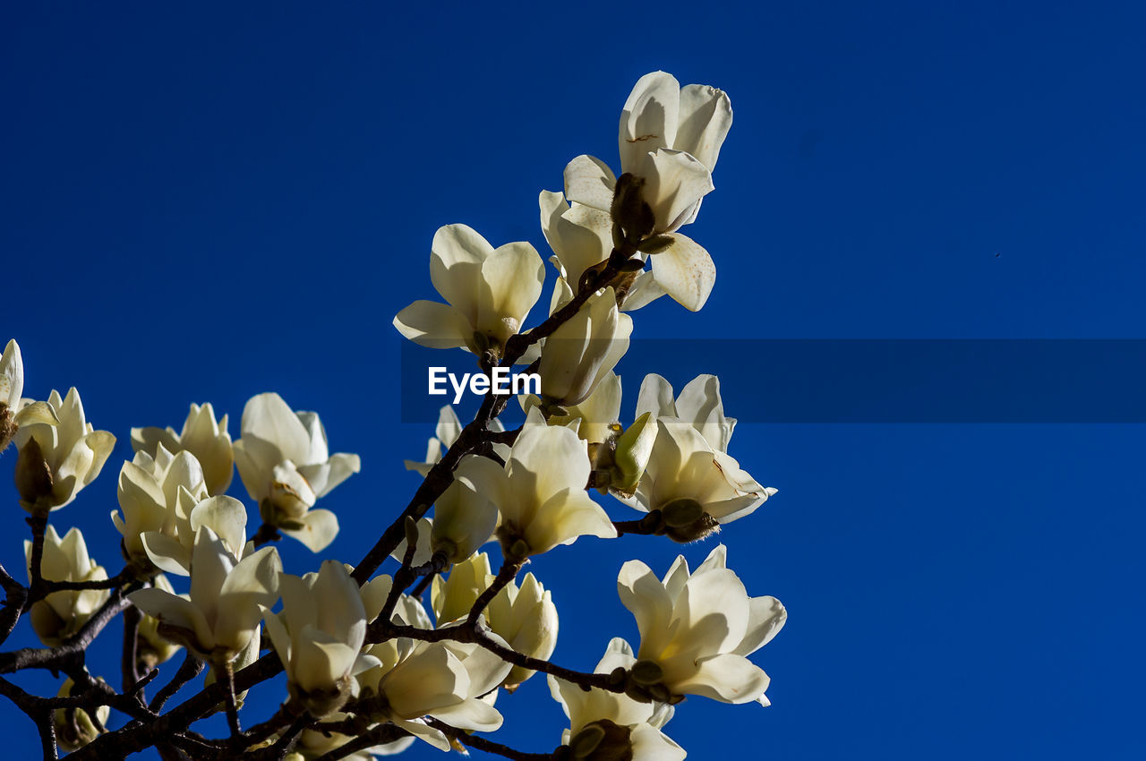 Low angle view of white flowering plants against blue sky