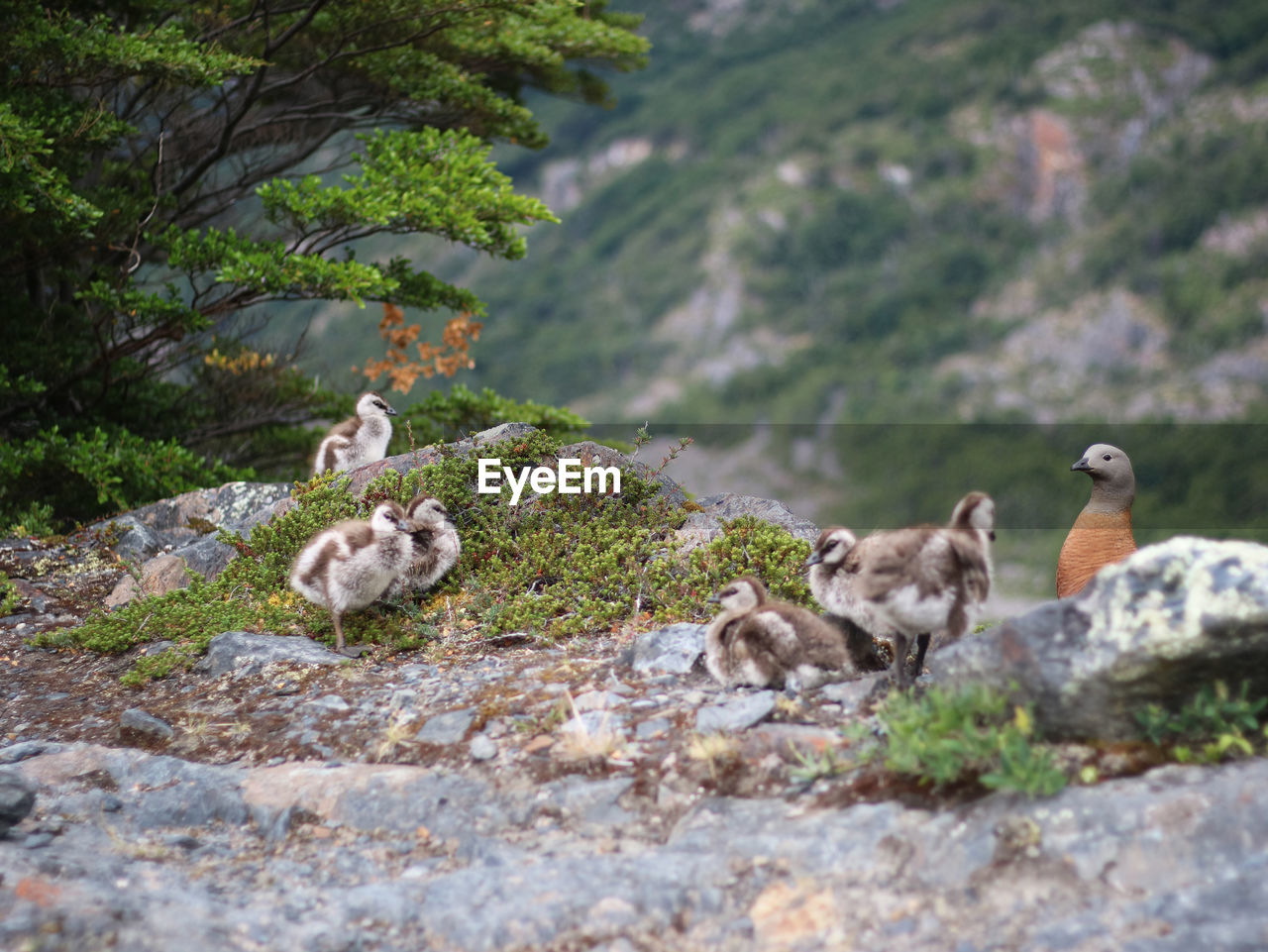 VIEW OF BIRDS ON ROCKS