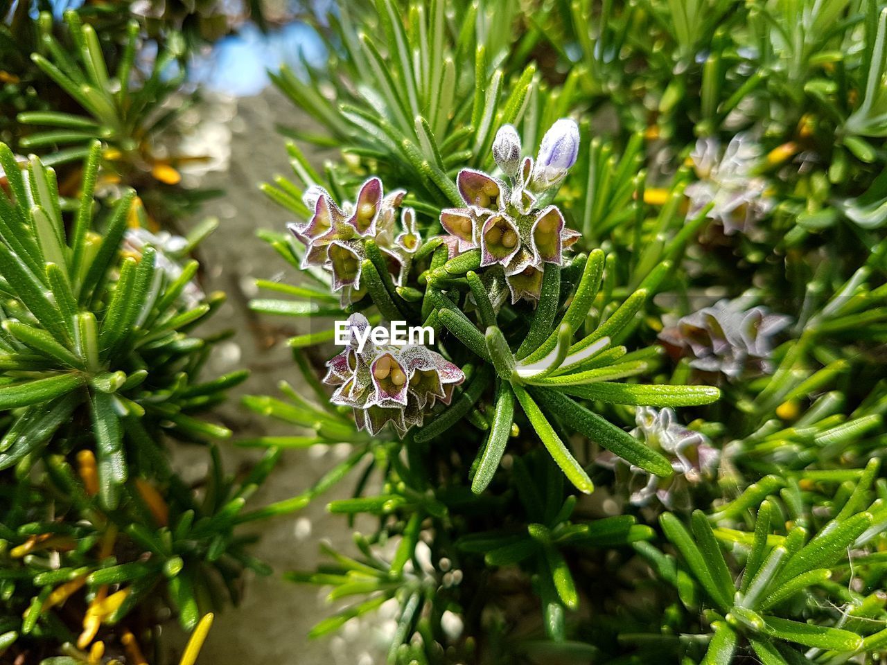 Close-up of purple flowering plant