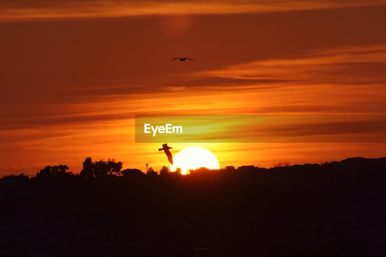 SILHOUETTE BIRDS FLYING AGAINST ORANGE SUNSET SKY