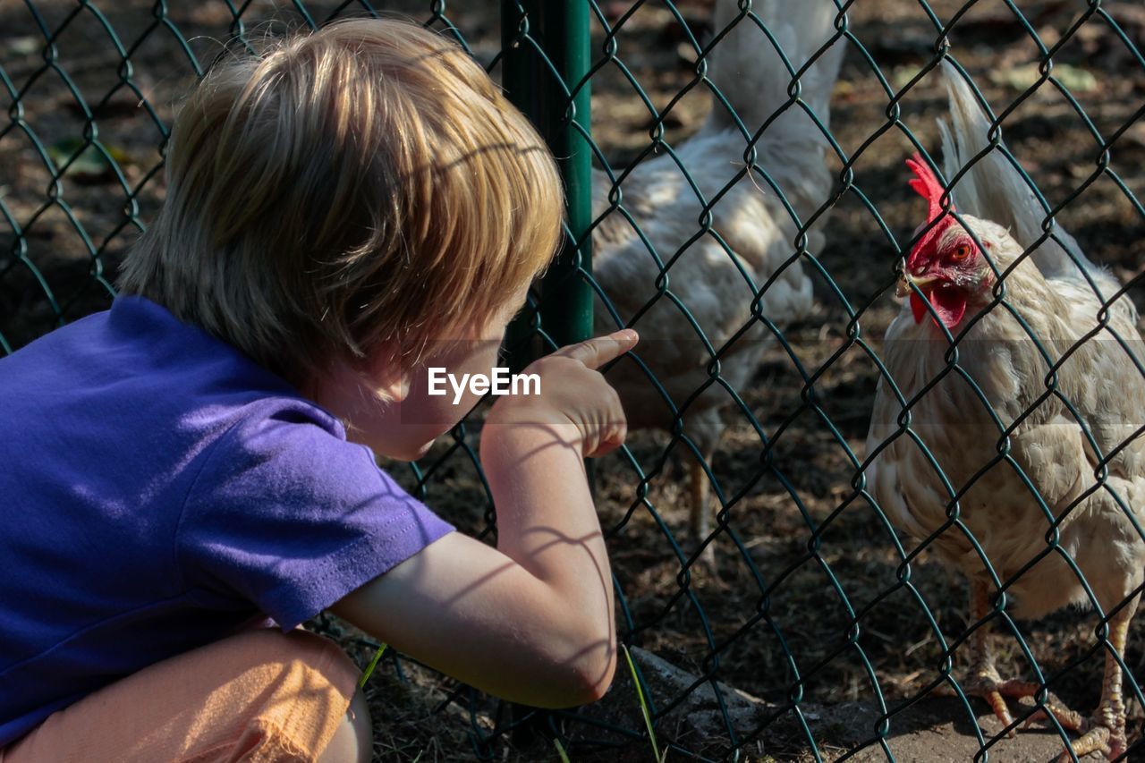 Side view of boy looking at chicken through fence