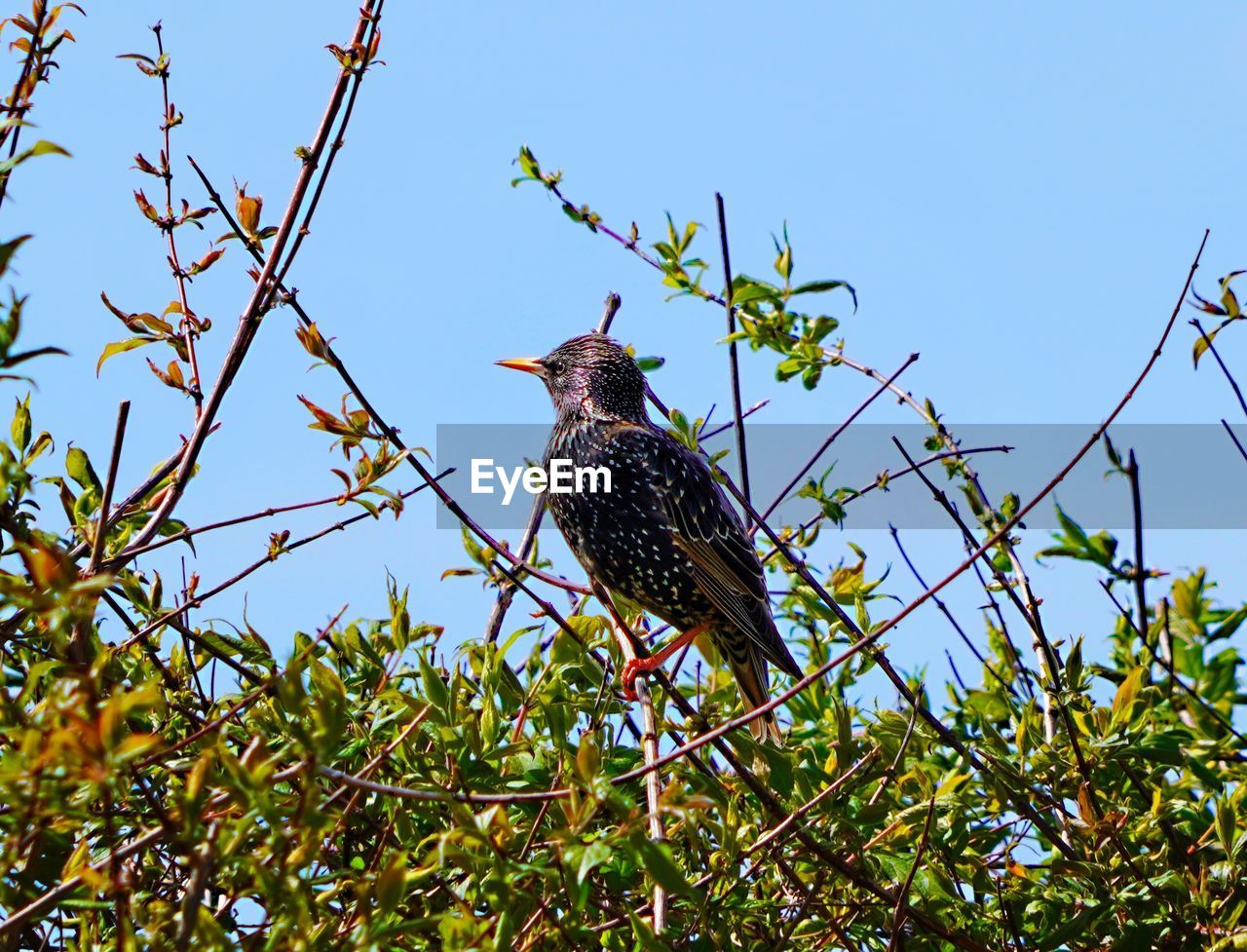 Low angle view of bird perching on tree against clear sky