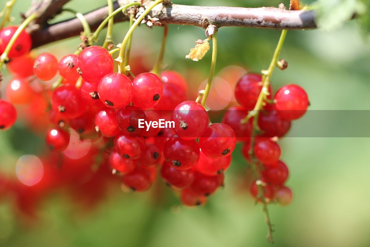 CLOSE-UP OF CHERRIES GROWING ON PLANT