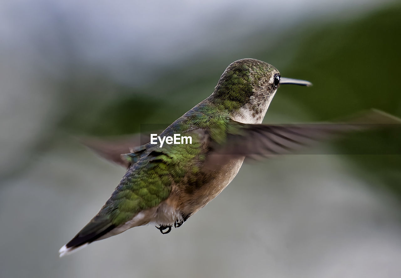 Rufous hummingbird hovers over the feeder